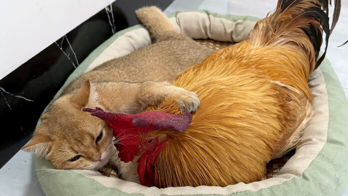 ニワトリを抱きしめる猫
