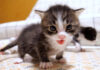 ミルクを催促する子猫