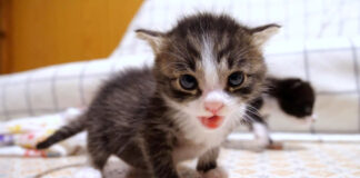 ミルクを催促する子猫