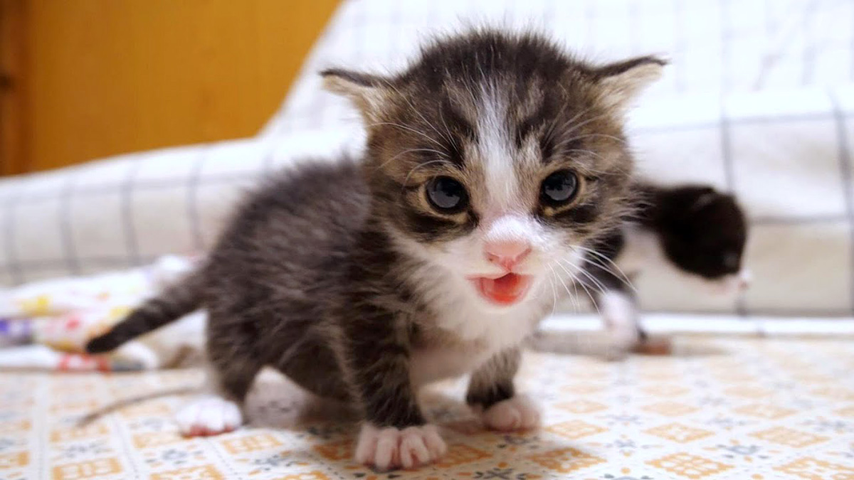 ミルクが待ちきれなかった子猫達。ママに登ってミルクを急かす様子に