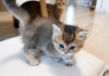 子猫を心配する母猫