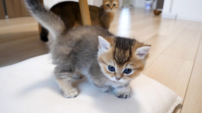 子猫を心配する母猫