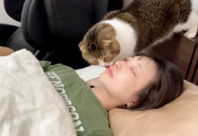 ママを起こす猫