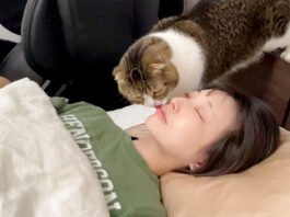 ママを起こす猫
