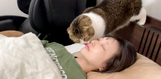 ママを起こす猫