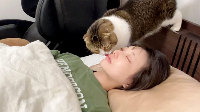 ママを起こす猫