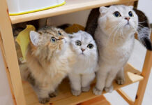 お薬が待ちきれない子猫達