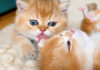 姉猫を毛づくろいする子猫