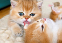 姉猫を毛づくろいする子猫