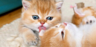 姉猫を毛づくろいする子猫