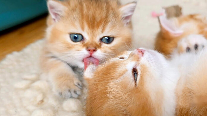 姉猫を毛づくろいする子猫