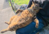 膝の上でくつろぐ猫