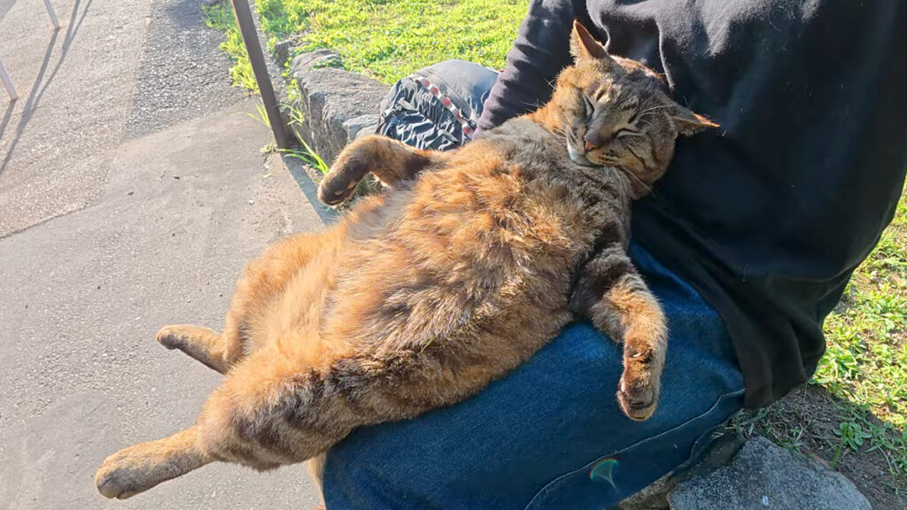 onakamarudasi_neko_title-