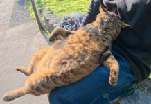 膝の上でくつろぐ猫