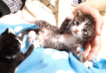 手足をバタバタさせる子猫