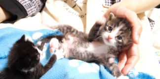手足をバタバタさせる子猫