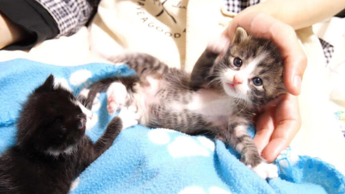 手足をバタバタさせる子猫