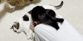 お腹を使わせてくれる猫
