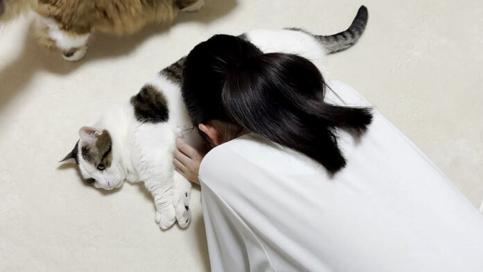 お腹を使わせてくれる猫