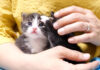 兄弟をペチペチする子猫