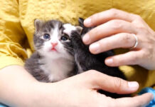 兄弟をペチペチする子猫