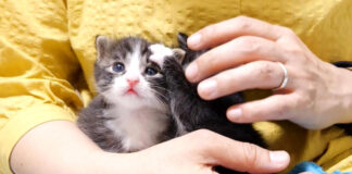 兄弟をペチペチする子猫