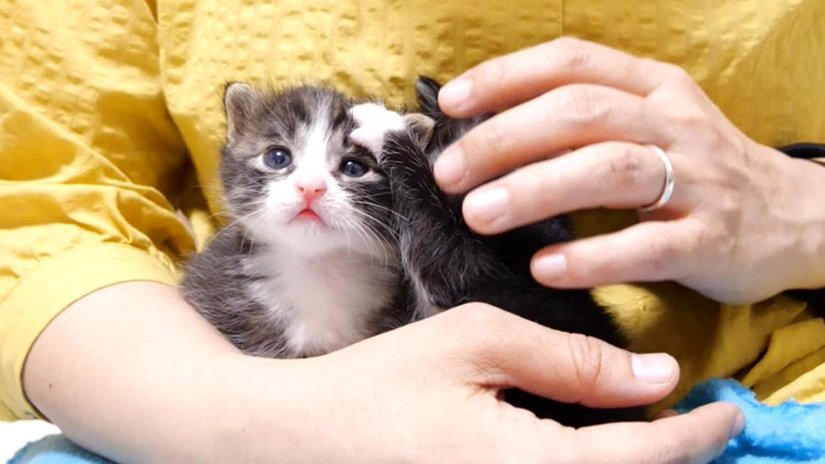 兄弟の頭をペチペチしてたらママに止められた子猫が、ママの抱っこを