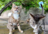 坂道の途中の猫達
