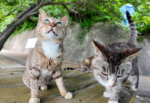 坂道の途中の猫達