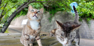 坂道の途中の猫達