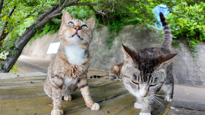坂道の途中の猫達