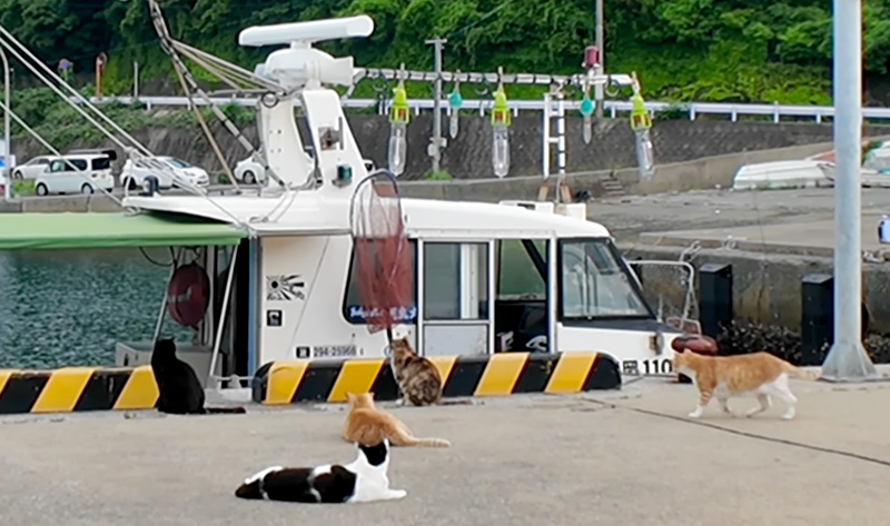 魚待ち猫達