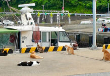 魚待ち猫達