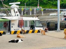 魚待ち猫達