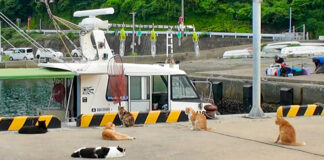 魚待ち猫達