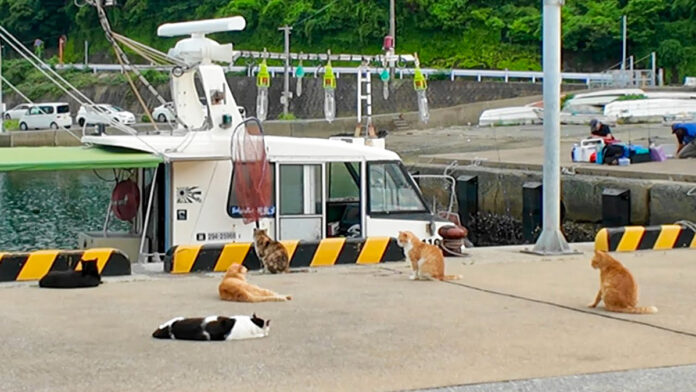 魚待ち猫達