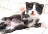 ミルクが待ちきれない子猫