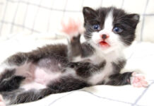 ミルクが待ちきれない子猫