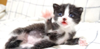 ミルクが待ちきれない子猫
