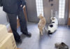 外に出たい猫達