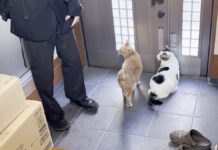 外に出たい猫達