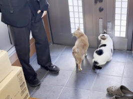 外に出たい猫達