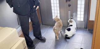 外に出たい猫達
