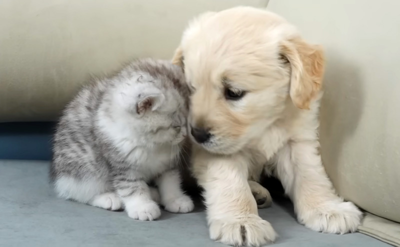 寄り添う子猫と子犬
