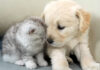 寄り添う子猫と子犬