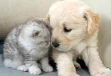 寄り添う子猫と子犬