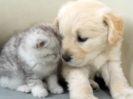 寄り添う子猫と子犬