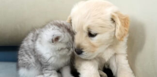 寄り添う子猫と子犬