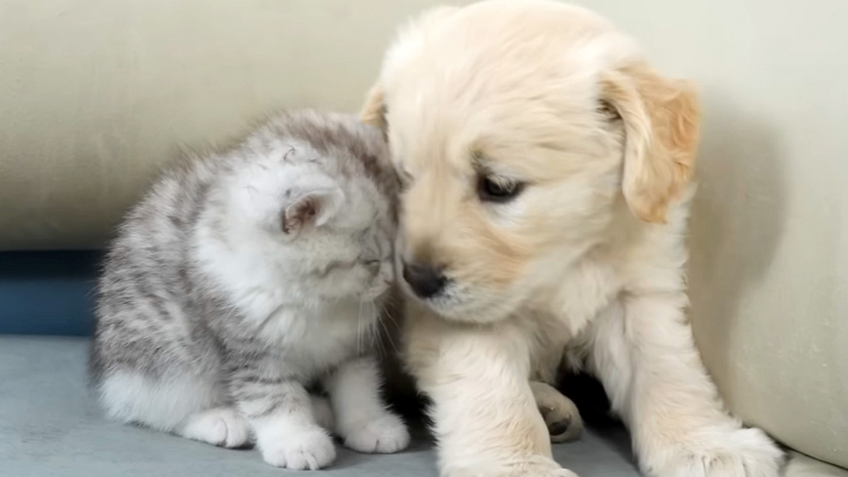 初日から親友になったゴールデンレトリバーの子犬と子猫の姿に