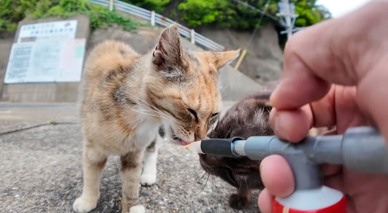 ちゅ〜るを食べる三毛猫